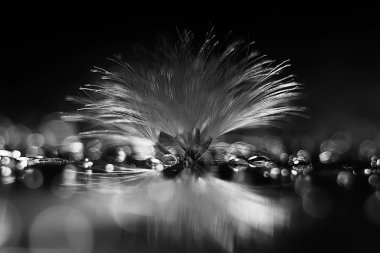 karahindiba paraşüt tohumlar koyu arka plan üzerinde kuru. Yaz doğa duvar kağıdı 