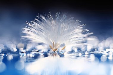 karahindiba paraşüt tohumlar üzerinde açık mavi renkli kuru. Yaz doğa duvar kağıdı 