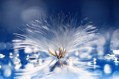 karahindiba paraşüt tohumlar üzerinde açık mavi renkli kuru. Yaz doğa duvar kağıdı 