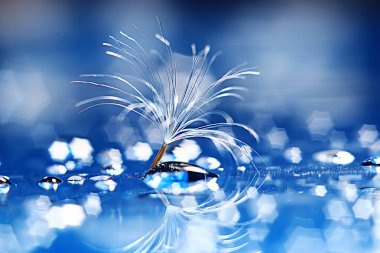 karahindiba paraşüt tohum üzerinde açık mavi renkli kuru. Yaz doğa duvar kağıdı 