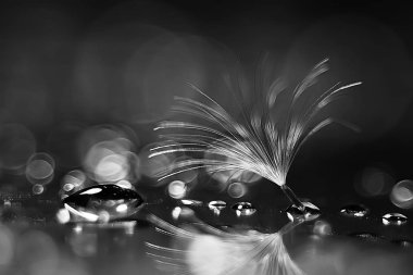 karahindiba paraşüt tohum koyu arka plan üzerinde kuru. Yaz doğa duvar kağıdı 