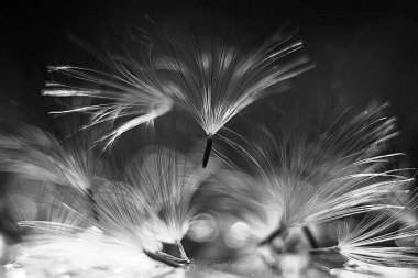 karahindiba paraşüt tohumlar koyu arka plan üzerinde kuru. Yaz doğa duvar kağıdı 