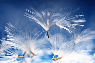 karahindiba paraşüt tohumlar üzerinde açık mavi renkli kuru. Yaz doğa duvar kağıdı 