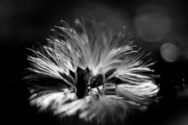 karahindiba paraşüt tohumlar koyu arka plan üzerinde kuru 