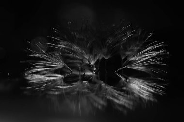 karahindiba paraşüt tohumlar koyu arka plan üzerinde kuru. Yaz doğa duvar kağıdı 