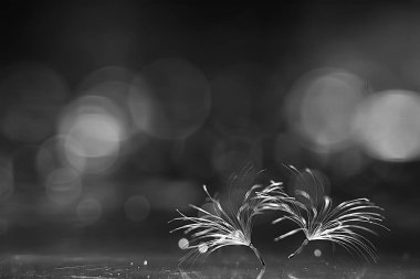 karahindiba paraşüt tohumlar koyu arka plan üzerinde kuru. Yaz doğa duvar kağıdı 