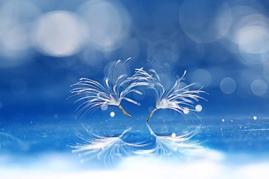 karahindiba paraşüt tohumlar üzerinde açık mavi renkli kuru. Yaz doğa duvar kağıdı 