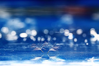 karahindiba paraşüt tohumlar üzerinde açık mavi renkli kuru. Yaz doğa duvar kağıdı 