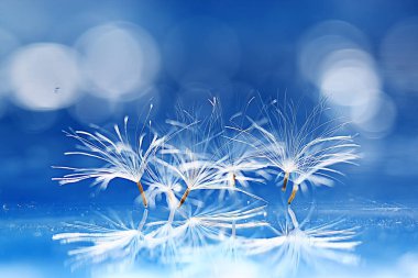 karahindiba paraşüt tohumlar üzerinde açık mavi renkli kuru. Yaz doğa duvar kağıdı 