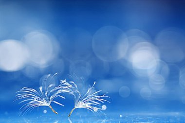 karahindiba paraşüt tohumlar üzerinde açık mavi renkli kuru. Yaz doğa duvar kağıdı 