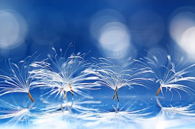 karahindiba paraşüt tohumlar üzerinde açık mavi renkli kuru. Yaz doğa duvar kağıdı 