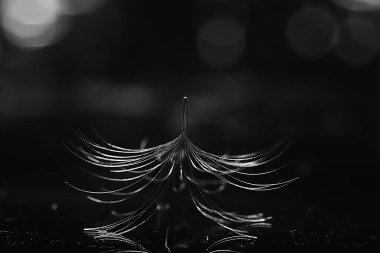 karahindiba paraşüt tohum koyu arka plan üzerinde kuru. Yaz doğa duvar kağıdı 