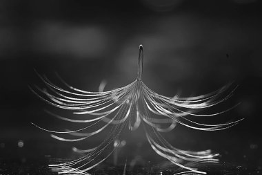 karahindiba paraşüt tohum koyu arka plan üzerinde kuru. Yaz doğa duvar kağıdı 