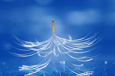 karahindiba paraşüt tohum üzerinde açık mavi renkli kuru. Yaz doğa duvar kağıdı 