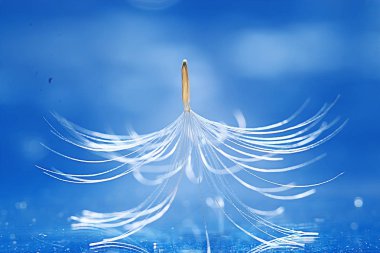 karahindiba paraşüt tohum üzerinde açık mavi renkli kuru. Yaz doğa duvar kağıdı 