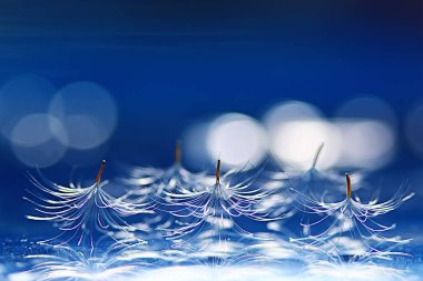 karahindiba paraşüt tohumlar üzerinde açık mavi renkli kuru. Yaz doğa duvar kağıdı 