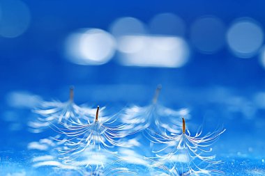 karahindiba paraşüt tohumlar üzerinde açık mavi renkli kuru. Yaz doğa duvar kağıdı 