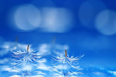 karahindiba paraşüt tohumlar üzerinde açık mavi renkli kuru. Yaz doğa duvar kağıdı 