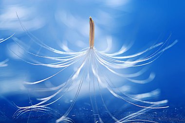 karahindiba paraşüt tohum üzerinde açık mavi renkli kuru. Yaz doğa duvar kağıdı 