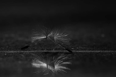 karahindiba paraşüt tohumlar koyu arka plan üzerinde kuru. Yaz doğa duvar kağıdı 