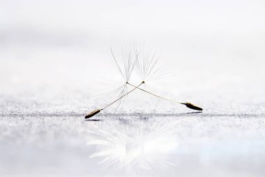 Karahindiba paraşüt tohumlar üzerinde açık renkli kuru. Yaz doğa duvar kağıdı 