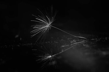 karahindiba paraşüt tohum koyu arka plan üzerinde kuru. Yaz doğa duvar kağıdı 