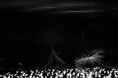 karahindiba paraşüt tohumlar koyu arka plan üzerinde kuru. Yaz doğa duvar kağıdı 