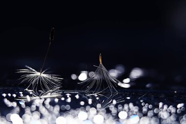 karahindiba paraşüt tohumlar koyu arka plan üzerinde kuru. Yaz doğa duvar kağıdı 