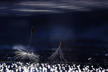 karahindiba paraşüt tohumlar koyu arka plan üzerinde kuru. Yaz doğa duvar kağıdı 