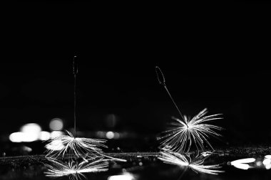 karahindiba paraşüt tohumlar koyu arka plan üzerinde kuru. Yaz doğa duvar kağıdı 