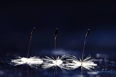 karahindiba paraşüt tohumlar koyu arka plan üzerinde kuru. Yaz doğa duvar kağıdı 