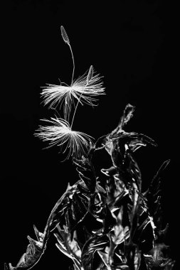 karahindiba paraşüt tohumlar koyu arka plan üzerinde kuru 