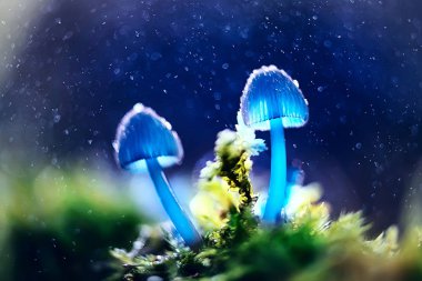 güzel küçük karanlık ormanda, makro doğa arka plan mantar. Mavi ışık efekti 
