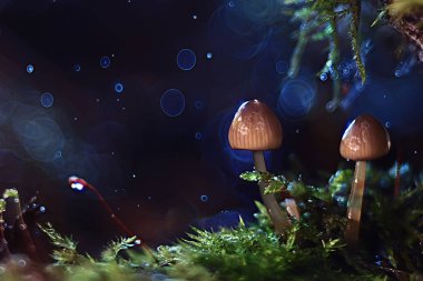 güzel küçük karanlık ormanda, makro doğa arka plan mantar
