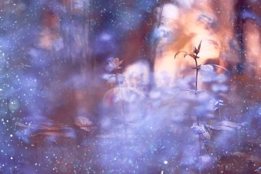 vahşi çiçek peri ormanda, fantezi makro arka plan büyüyen gün batımı görünümü