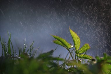 arkadan aydınlatmalı taze yeşil yaprakları yağmurlu havalarda 