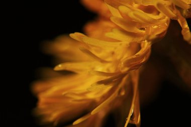 Makro fotoğraf koyu arka plan üzerinde güzel sarı çiçek 