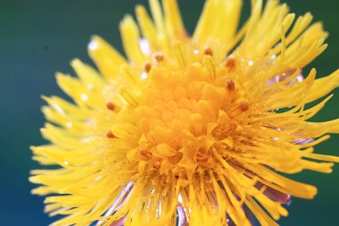 Makro fotoğraf güzel sarı çiçek 