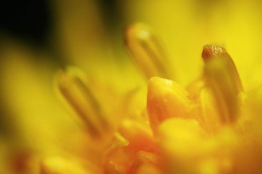 Makro fotoğraf güzel sarı çiçek 