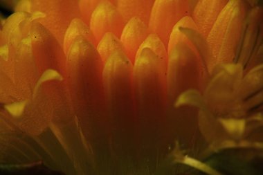 Makro fotoğraf güzel sarı çiçek 