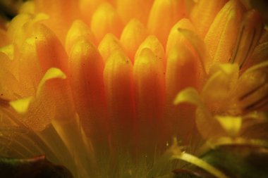 Makro fotoğraf güzel sarı çiçek 