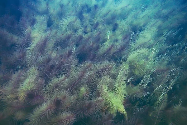 Gröna alger på havsbottnen — Stockfoto
