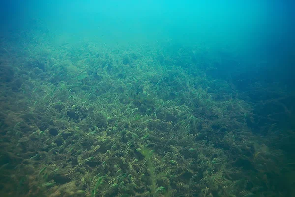 Bellissime alghe sul fondo del mare — Foto Stock