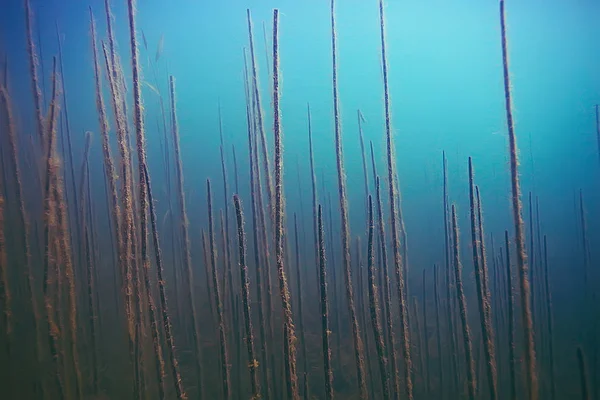 Vakre alger på havbunnen – stockfoto