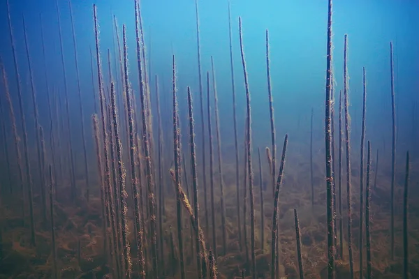 deniz altındaki güzel yosun 