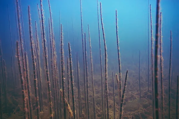 deniz altındaki güzel yosun 