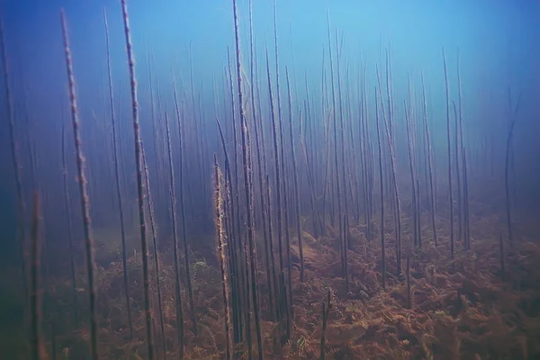 deniz altındaki güzel yosun 