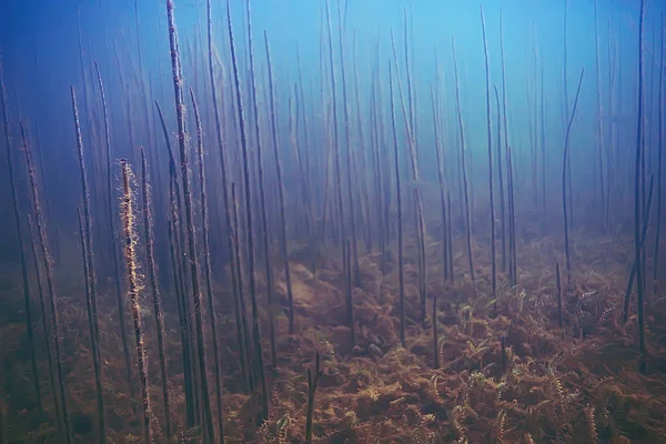 deniz altındaki güzel yosun 