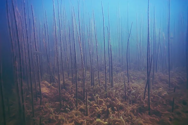 Beautiful algae on sea bottom — Stock Photo, Image