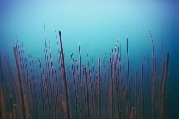 海の底の美しい藻 — ストック写真